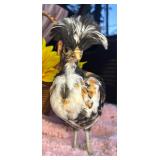 Tolbundt polish pullet 6 weeks old