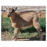 Nigerian Dwarf buckling born March 10th.