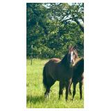 Year and a half old Quarter pony filly.