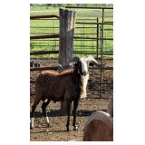 Wide yearling paint ram. All 50ï¿½ genetic pedigree