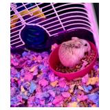 Male 2 year old Dwarf Hamster, with cage
