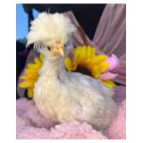 Buff laced polish pullet 6 weeks old