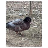 Blue Swedish x Muscovy Drake