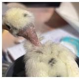2-splash satin show girls/one splash satin silkie