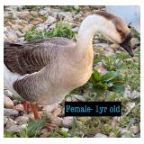 African goose- female 1yr old