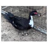 Flashy Black and White Muscovy Hen