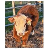 Mini Hereford Steer born 7/7/25,