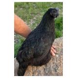2 Mystic Onyx Hens. Hatched 7/25.ï¿½Currently laying