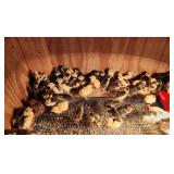 10-Tuxedo coturnix quail chicks. Hatched 4/15/26