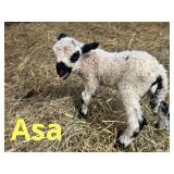 ï¿½Asaï¿½ Valais/Piebald Ewe Lamb