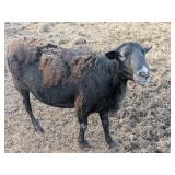 ï¿½Jamboï¿½ nice big 3yo black Katahdin