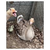 1/2 Chinese Crested 1/2 Sebastopol hen Goose