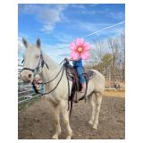 Cremello gelding, Great with kids!!