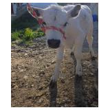 White park bull 9 weeks old weaned