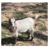 Gorgeous Baby Nigerian Dwarf Nanny