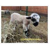 Atlanta Watermelon  F1 Valaisdoll ram lamb