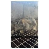 Holland lop doe out of harlequin parents