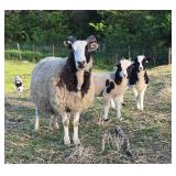 Jacob Sheep Family Registered Ewe with twins