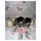 Mint Egger Chicks (4 Count ï¿½ Straight Run)