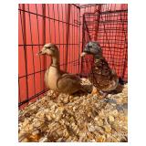 Pair of call ducks
