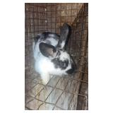 New Zealand buck 8 weeks old $15