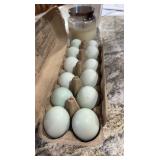 1-dozen Ermine Amerucana Hatching Eggs!