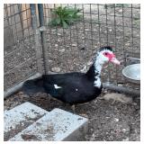 Flashy Black & White Muscovy Hen