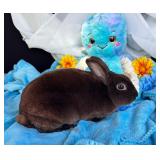 Pedigreed chocolate mini Rex buck