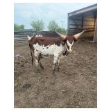 Watusi Steer