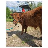 Dutch is a Mini Highland/Mini Hereford cross bull