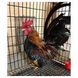 Serama rooster.ï¿½Just turned 1 yr old.