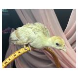 4 week old sweetgrass turkey unsexed