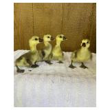 4-Chinese crested goslings. Hatch week of April 25