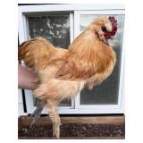 Buff Silkie Rooster