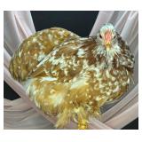 6 month old calico bantam Cochin pullet
