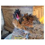 Frizzle bantam Rooster with crested hen young