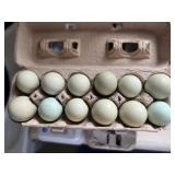 1-Doz Americana hatching Eggs