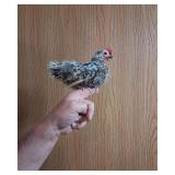 Micro Silkied Feathered  Serama Hen.