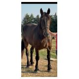 Percheron gelding- 18 years old,
