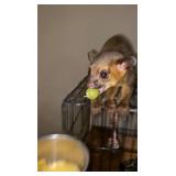 Super Friendly Kinkajou. He was raised on a bottle