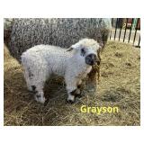 ï¿½Cinnamonï¿½ Valais/Leicester long Wool Ram Lamb