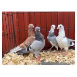 Figuritas this is the smallest pigeon breed