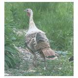 Foxfire Turkey Hen
