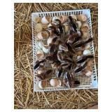 5-Laughing chicks 5-10 days old