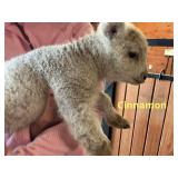 ï¿½Cinnamonï¿½ old English baby doll/painted desert