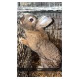 Lion head 2 year old buck $10