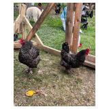 2- Mystic Maran Hens, 8 months old, laying