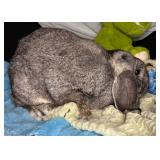2 year old hefty mini lop buck sweet