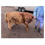 9 month old Mid size Highlander heifer