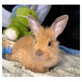 8 week old lionhead buck